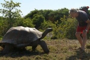 Невідомі викрали більше сотні... черепах!