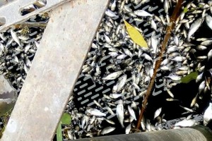 На річці Луга плаває мертва риба