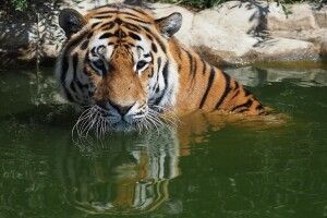 Тигри чудово плавають, але не вміють муркотіти