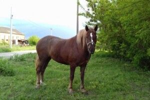 На Волині чоловік судиться з обленерго через те, що його кобилу убив провід