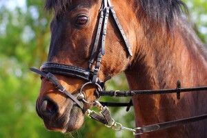 Волинські поліцейські просять допомогти розшукати двох коней