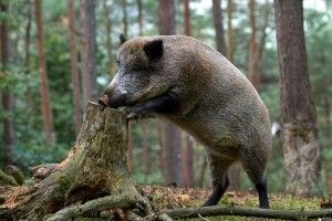 Вепри загнали грибника на верхівку дерева (Відео)