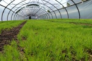 За 10 місяців держлісгоспи Волині сплатили майже 280 мільйонів гривень податків