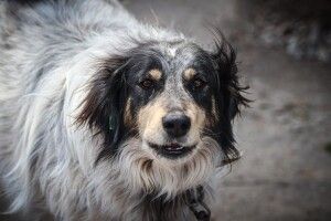 У Луцьку кудлата дама в повному розквіті сил шукає своє собаче щастя (Фото)