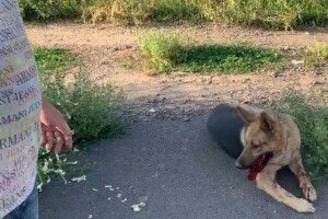 Чоловік проламав череп собаці просто на очах власних дітей 
