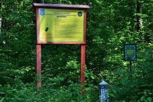 Волинський «Дубовик» розкриває таємниці 80-річних велетнів