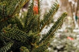 На Волині формують рейдові бригади з охорони лісів, розсадників і плантацій від незаконних рубок