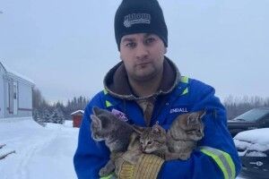 Горнятко кави врятувало життя відразу трьох кошенят