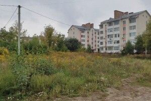 У Луцьку – карантин через амброзію: чим небезпечне її поширення