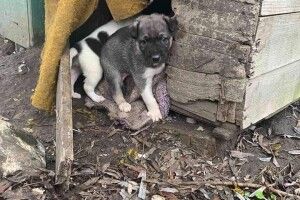 У Луцьку маленькі хвостики шукають господарів (фото)