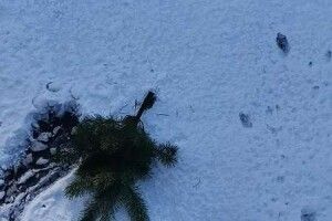 У Луцьку новорічну cосну викинули просто з балкона
