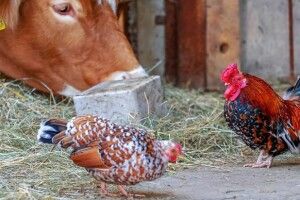 В Україні продовжує скорочуватися поголів'я корів та курей