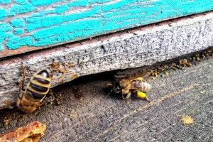 У лютому розцвіли першоквіти і... вилетіли з вуликів бджоли (Відео)