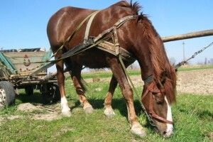 На Горохівщині селянин упав з воза і помер