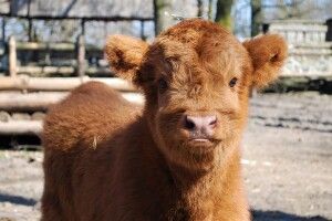 У рівненського бугая Грома та корівки В'юги народилася руда й кудлата дівчинка (Відео)