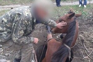 На Мальовничій вулиці у каналізаційний люк провалився кінь (Фото)
