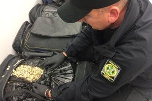 Майже 80 кг макової соломки намагався ввезти в Україну пасажир автобуса (фото, відео)