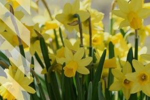 На Волинь завітала метеорологічна весна