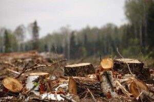 Волинянин нарубав у заповіднику дерев на понад 400 тисяч гривень