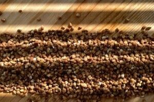 На Україну насувається «гречана криза»: 50 гривень за кіло крупи – не межа