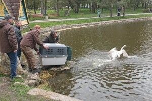 У Рівному на водойму Лебединки випустили пару лебедів (Відео)