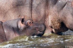 Влада Замбії хоче застрелити дві тисячі бегемотів