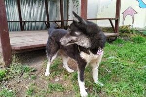 У Луцьку любителька почухонів та обнімашок шукає вірного друга (фото)