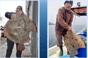 У Чорному морі спіймали гігантського калкана