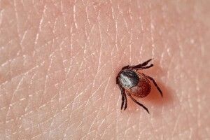 На Волині підтвердили чотири випадки хвороби Лайма через укуси кліщів