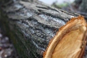 19-річний житель Ківерцівського району попався на крадіжці лісу
