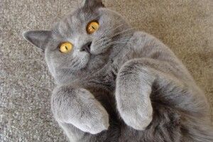 У райцентрі на Черкащині дві доби просидів на дереві переляканий «британець»