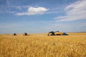 На Волині уже зібрали 75% посівів пшениці