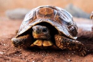 Крихітна черепашка врятувала велику рибу від загибелі (Відео)