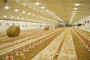 Брати Добкіни відкрили на Волині птахокомплекс за 15 млн євро