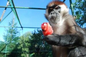 Мешканці Рівненського зоопарку рятуються від спеки величезними порціями морозива (Фото)