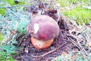 На Волині вже збирають білі гриби