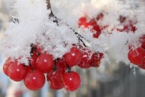 Погода на четвер, 30 січня: Антон Перезимник принесе нам трохи мокрого снігу