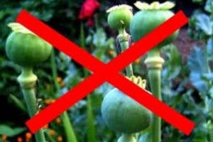 За посів снодійного маку світить кримінал