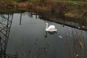 У Старовижівській філії енергетики прихистили покаліченого лебедя