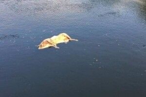 В українській річці виявлено труп свині із чумою