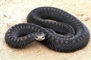 42-річного чоловіка покусала чорна гадюка