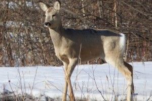 На Волині браконьєри стріляли у косулю… за 100 метрів від школи