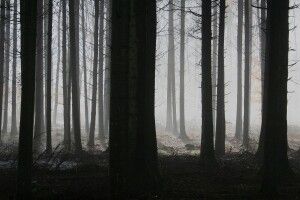 У лісі знайшли мертвою молоду дівчину: у вбивстві підозрюють музиканта