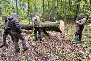 «Напиляв» на 1,9 мільйона: екслісничому з Волині оголосили підозру
