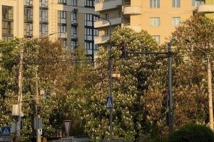 У Луцьку невідомі нищать каштани: у стовбурах дерев виявили отвори 