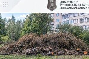 Пустили під сокиру без дозволу: у Луцьку викрили чергове порушення благоустрою