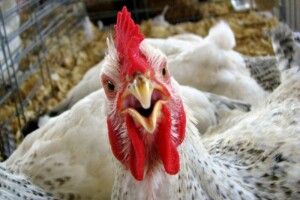 Житель Корнина поцупив у сусідньому селі півня, 14 курок, чотирьох кролів, бензопилу, ровер і тачку (Фото)
