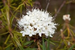 На Волині квітне багно болотне (ФОТО)