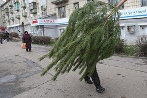 У волинянки прямо з двору вкрали ялинку (Фото)