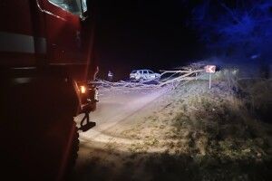 На Волині дерево впало на проїжджу частину дороги (Фото)